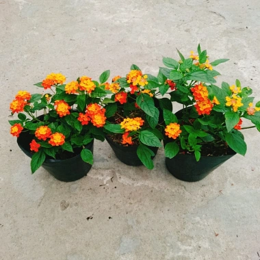 Cây Hoa Ngũ Sắc - Hoa Trâm Ổi, cây cảnh đẹp sân vườn, giá ưu đãi 55.000 VND