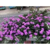 Cây hoa ngũ sắc tím 20cm, hoa tím rực rỡ, mùi hương đặc, trồng ban công 15.000 VND