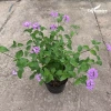 Cây hoa ngũ sắc tím 20cm, hoa tím rực rỡ, mùi hương đặc, trồng ban công 15.000 VND 2