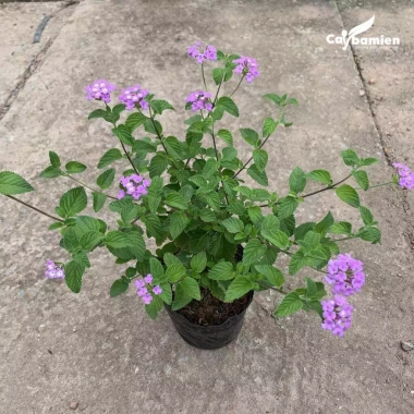 Cây hoa ngũ sắc tím 20cm, hoa tím rực rỡ, mùi hương đặc, trồng ban công 15.000 VND 2