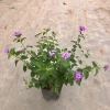 Cây hoa ngũ sắc tím 20cm, hoa tím rực rỡ, mùi hương đặc, trồng ban công 15.000 VND 3