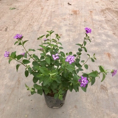 Cây hoa ngũ sắc tím 20cm, hoa tím rực rỡ, mùi hương đặc, trồng ban công 15.000 VND 3