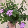 Cây hoa ngũ sắc tím 20cm, hoa tím rực rỡ, mùi hương đặc, trồng ban công 15.000 VND 4
