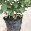 Cây hoa ngũ sắc tím 20cm, hoa tím rực rỡ, mùi hương đặc, trồng ban công 15.000 VND 5