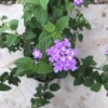 Cây hoa ngũ sắc tím 20cm, hoa tím rực rỡ, mùi hương đặc, trồng ban công 15.000 VND 7