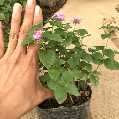 Cây hoa ngũ sắc tím 20cm, hoa tím rực rỡ, mùi hương đặc, trồng ban công 15.000 VND 8
