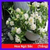 Cây Hoa Ngũ Sắc Trắng Hoa Trâm Ổi Đẹp Giá Ưu Đãi 45.000đ Tăng Sắc Màu