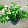 Cây Hoa Ngũ Sắc Trắng Hoa Trâm Ổi Đẹp Giá Ưu Đãi 45.000đ Tăng Sắc Màu 2