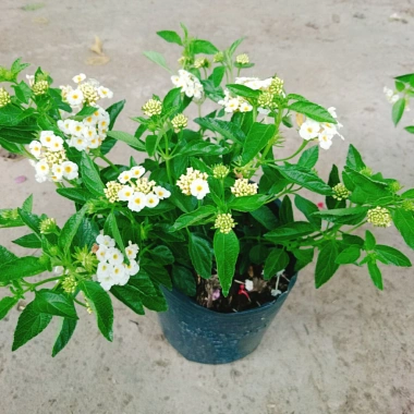 Cây Hoa Ngũ Sắc Trắng Hoa Trâm Ổi Đẹp Giá Ưu Đãi 45.000đ Tăng Sắc Màu 2
