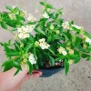 Cây Hoa Ngũ Sắc Trắng Hoa Trâm Ổi Đẹp Giá Ưu Đãi 45.000đ Tăng Sắc Màu 3