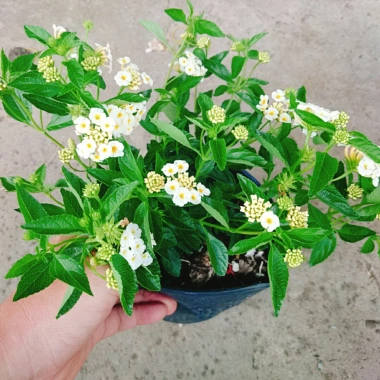 Cây Hoa Ngũ Sắc Trắng Hoa Trâm Ổi Đẹp Giá Ưu Đãi 45.000đ Tăng Sắc Màu 3