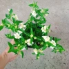 Cây Hoa Ngũ Sắc Trắng Hoa Trâm Ổi Đẹp Giá Ưu Đãi 45.000đ Tăng Sắc Màu 4