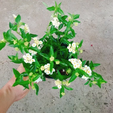 Cây Hoa Ngũ Sắc Trắng Hoa Trâm Ổi Đẹp Giá Ưu Đãi 45.000đ Tăng Sắc Màu 4