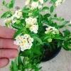 Cây Hoa Ngũ Sắc Trắng Hoa Trâm Ổi Đẹp Giá Ưu Đãi 45.000đ Tăng Sắc Màu 5