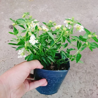 Cây Hoa Ngũ Sắc Trắng Hoa Trâm Ổi Đẹp Giá Ưu Đãi 45.000đ Tăng Sắc Màu 6