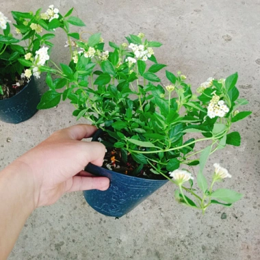 Cây Hoa Ngũ Sắc Trắng Hoa Trâm Ổi Đẹp Giá Ưu Đãi 45.000đ Tăng Sắc Màu 7