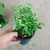 Cây Hoa Ngũ Sắc Trắng Hoa Trâm Ổi Đẹp Giá Ưu Đãi 45.000đ Tăng Sắc Màu 8