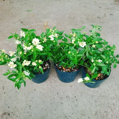 Cây Hoa Ngũ Sắc Trắng Hoa Trâm Ổi Đẹp Giá Ưu Đãi 45.000đ Tăng Sắc Màu 9