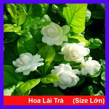 Cây hoa nhài ta kép lớn - Hoa rực rỡ, hương thơm mát, ban công, sân vườn, giá 12.000 VND