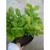 Cây hoa nhài ta kép lớn - Hoa rực rỡ, hương thơm mát, ban công, sân vườn, giá 12.000 VND 2