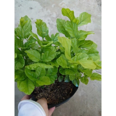 Cây hoa nhài ta kép lớn - Hoa rực rỡ, hương thơm mát, ban công, sân vườn, giá 12.000 VND