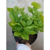 Cây hoa nhài ta kép lớn - Hoa rực rỡ, hương thơm mát, ban công, sân vườn, giá 12.000 VND 3