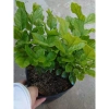Cây hoa nhài ta kép lớn - Hoa rực rỡ, hương thơm mát, ban công, sân vườn, giá 12.000 VND 4