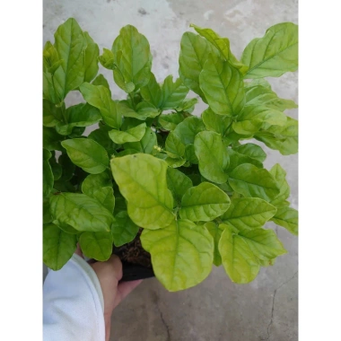 Cây hoa nhài ta kép lớn - Hoa rực rỡ, hương thơm mát, ban công, sân vườn, giá 12.000 VND 5 Cây hoa nhài ta kép lớn - Hoa rực rỡ, hương thơm mát, ban công, sân vườn, giá 12.000 VND 5