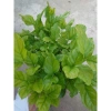 Cây hoa nhài ta kép lớn - Hoa rực rỡ, hương thơm mát, ban công, sân vườn, giá 12.000 VND 6