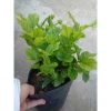 Cây hoa nhài ta kép lớn - Hoa rực rỡ, hương thơm mát, ban công, sân vườn, giá 12.000 VND 7