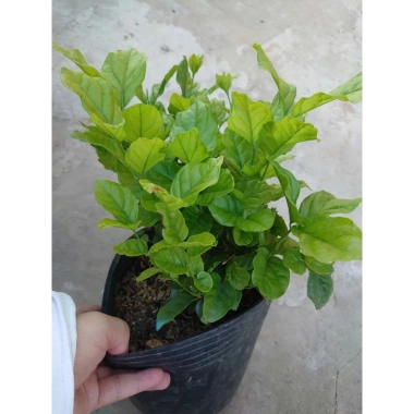 Cây hoa nhài ta kép lớn - Hoa rực rỡ, hương thơm mát, ban công, sân vườn, giá 12.000 VND