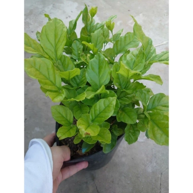 Cây hoa nhài ta kép lớn - Hoa rực rỡ, hương thơm mát, ban công, sân vườn, giá 12.000 VND