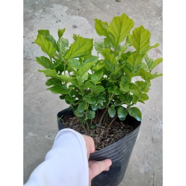Cây hoa nhài ta kép lớn - Hoa rực rỡ, hương thơm mát, ban công, sân vườn, giá 12.000 VND