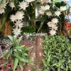 Cây hoa Nhật Quỳnh trắng nở ban ngày - Chậu treo giá chỉ 150.000đ giảm mạnh