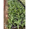 Cây hoa Nhật Quỳnh trắng nở ban ngày - Chậu treo giá chỉ 150.000đ giảm mạnh 5