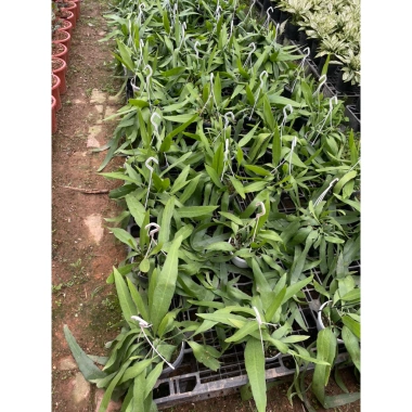 Cây hoa Nhật Quỳnh trắng nở ban ngày - Chậu treo giá chỉ 150.000đ giảm mạnh 5 Cây hoa Nhật Quỳnh trắng nở ban ngày - Chậu treo giá chỉ 150.000đ giảm mạnh 5
