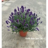Cây Hoa Oải Hương Lavender Giao Trong Ngày - Đang Hoa Như Hình, Giá 190.000₫