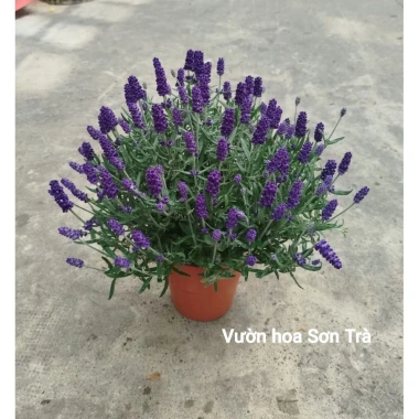 Cây Hoa Oải Hương Lavender Giao Trong Ngày - Đang Hoa Như Hình, Giá 190.000₫