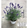 Cây Hoa Oải Hương Lavender Giao Trong Ngày - Đang Hoa Như Hình, Giá 190.000₫ 2