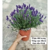 Cây Hoa Oải Hương Lavender Giao Trong Ngày - Đang Hoa Như Hình, Giá 190.000₫ 3