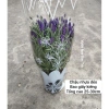 Cây Hoa Oải Hương Lavender Giao Trong Ngày - Đang Hoa Như Hình, Giá 190.000₫ 4