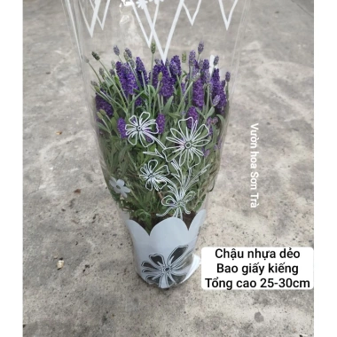 Cây Hoa Oải Hương Lavender Giao Trong Ngày - Đang Hoa Như Hình, Giá 190.000₫