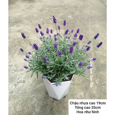 Cây Hoa Oải Hương Lavender Giao Trong Ngày - Đang Hoa Như Hình, Giá 190.000₫ 5 Cây Hoa Oải Hương Lavender Giao Trong Ngày - Đang Hoa Như Hình, Giá 190.000₫ 5