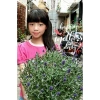 Cây Hoa Oải Hương Lavender Giao Trong Ngày - Đang Hoa Như Hình, Giá 190.000₫ 6