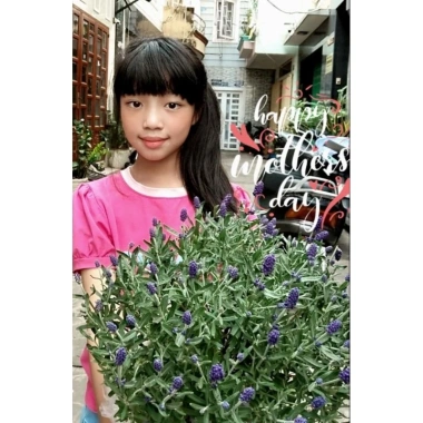 Cây Hoa Oải Hương Lavender Giao Trong Ngày - Đang Hoa Như Hình, Giá 190.000₫