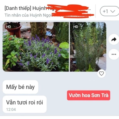 Cây Hoa Oải Hương Lavender Giao Trong Ngày - Đang Hoa Như Hình, Giá 190.000₫