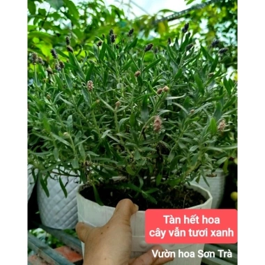 Cây Hoa Oải Hương Lavender Giao Trong Ngày - Đang Hoa Như Hình, Giá 190.000₫