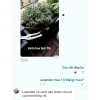 Cây Hoa Oải Hương Lavender Giao Trong Ngày - Đang Hoa Như Hình, Giá 190.000₫ 9