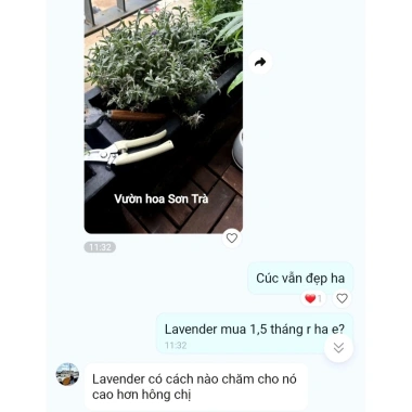 Cây Hoa Oải Hương Lavender Giao Trong Ngày - Đang Hoa Như Hình, Giá 190.000₫