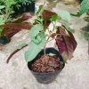 Cây Hoa Pháo Bông - Hoa Thiên Phúc - Cây Cảnh Đẹp Giá Chỉ 55.000đ 2